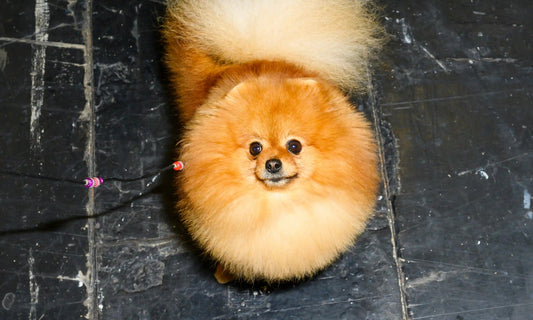 19 Amazing Facts Every Dog-Lover Needs to Know