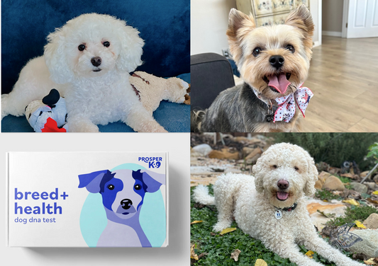 ProsperK9 helps pet lovers provide better care through breed, age, personality, and health testing