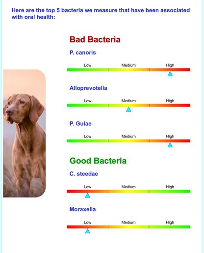 Breed + Health Tests