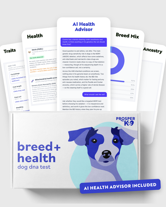 ProsperK9 Breed + Health Test kit with five report screens fanned behind it — traits, health, AI Health Advisor, breed mix and ancestry