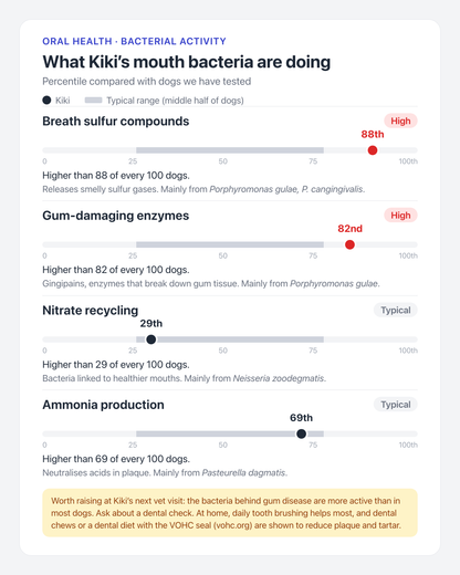 ProsperK9 oral microbiome report card showing what a dog's mouth bacteria are doing: breath sulfur compounds, gum-damaging enzymes, nitrate recycling and ammonia production, each as a percentile compared with other dogs, with a note to raise gum health at the next vet visit