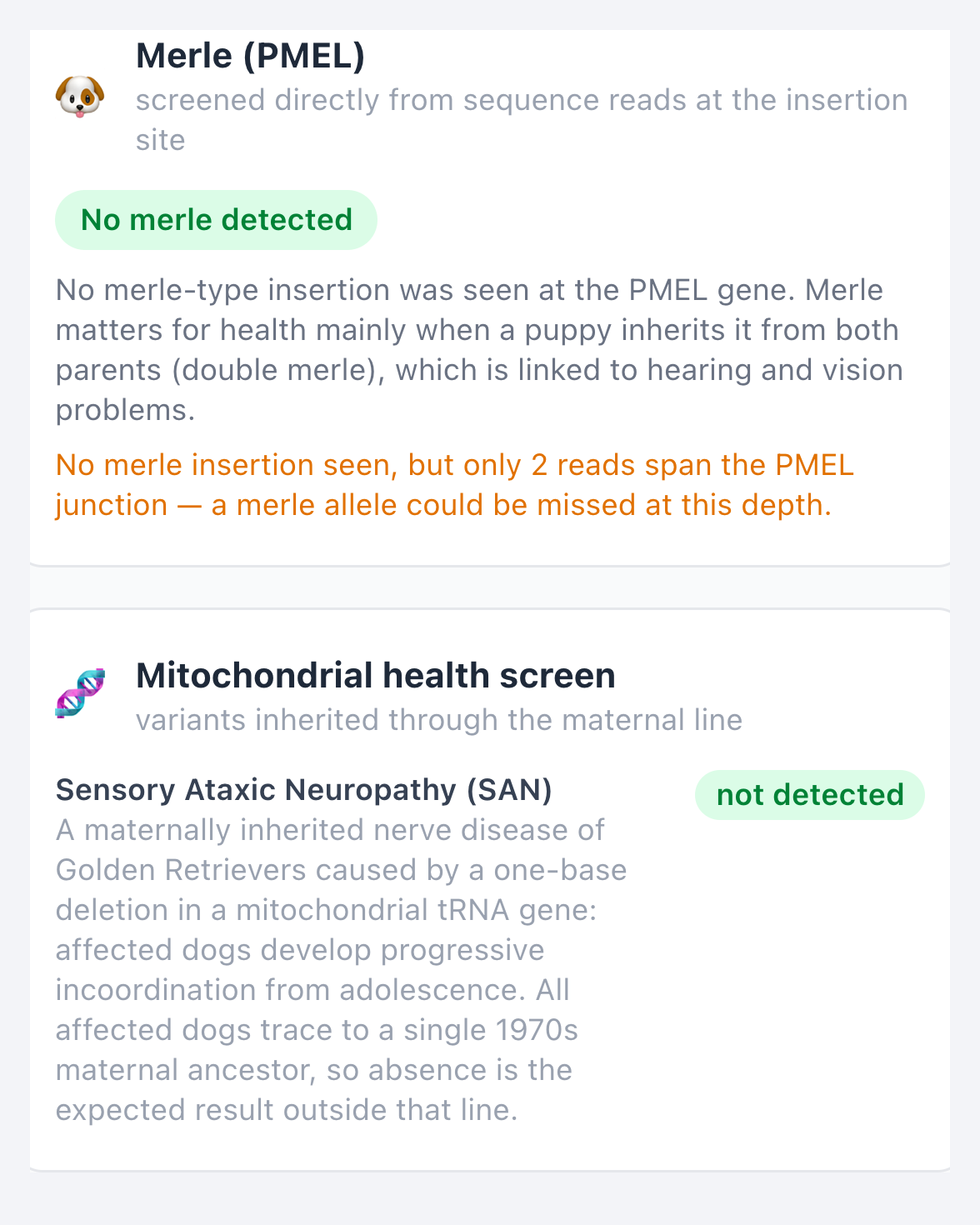 Genetic health screening cards explaining a dog's merle and mitochondrial results in plain language