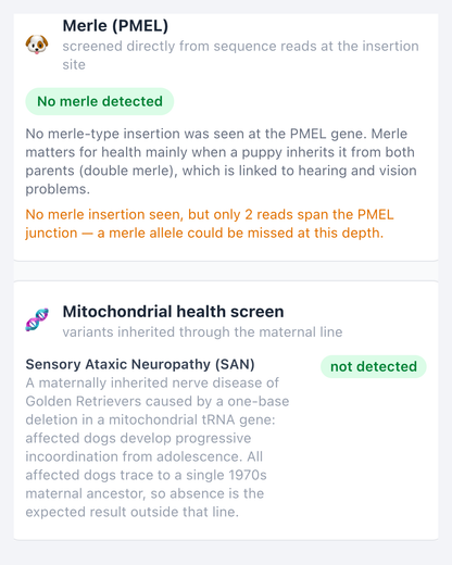 Genetic health screening cards explaining a dog's merle and mitochondrial results in plain language