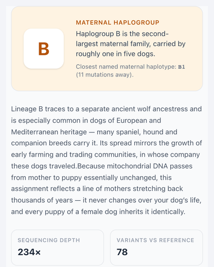 Maternal line result: haplogroup B, the mother's-side lineage read from mitochondrial DNA