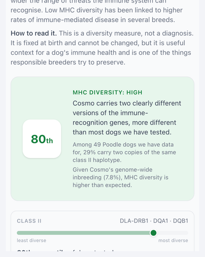 Immune gene diversity result: MHC diversity high, placing the dog at the 80th percentile with two clearly different versions of the immune-recognition genes